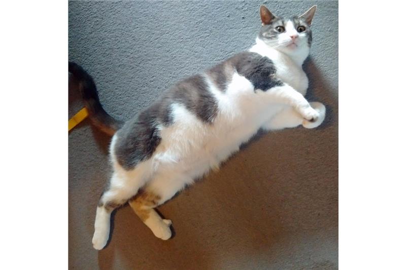 Kitty Ready for Adoption