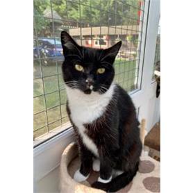 Is Your Cat Drinking Enough Water