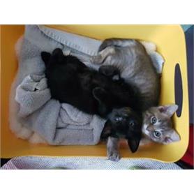 Various kittens