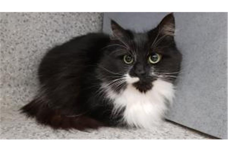 Find a cat near you Adopt a cat Cats Protection