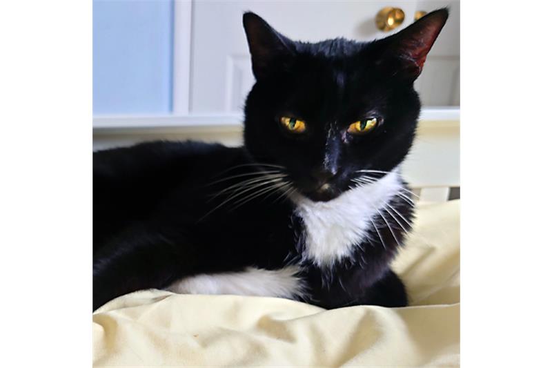 Find a cat near you Adopt a cat Cats Protection