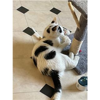 Kitty