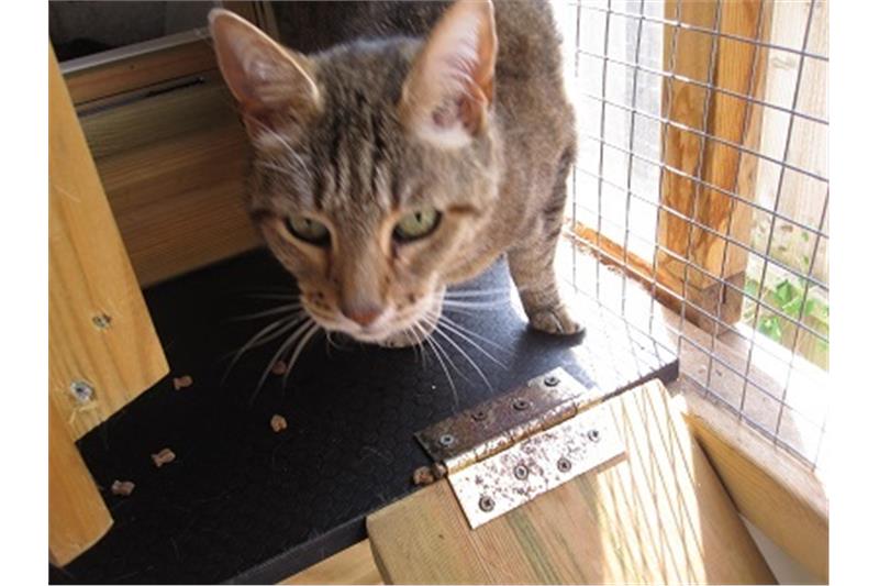 Find a cat near you Adopt a cat Cats Protection