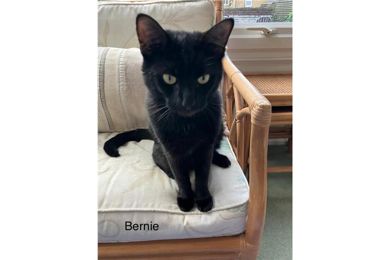 Find a cat near you Adopt a cat Cats Protection