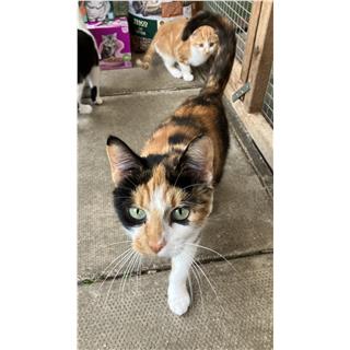 Calypso