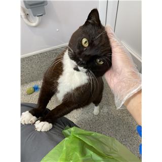 Sammy