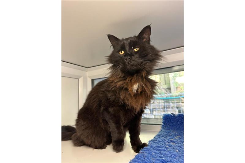 Find a cat near you Adopt a cat Cats Protection