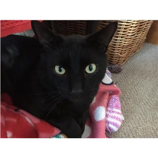 Greeneyes