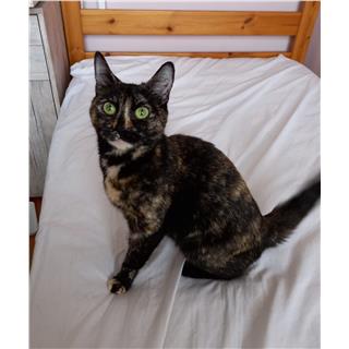 Molly