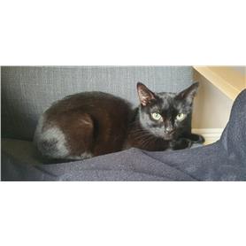 Ebony