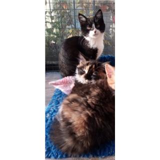 Pumpkin and Peanut