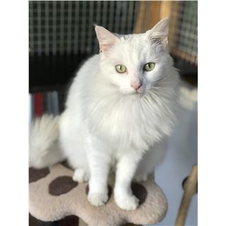 Snowball