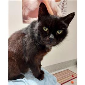 Sooty