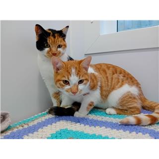 Bruce & Coco