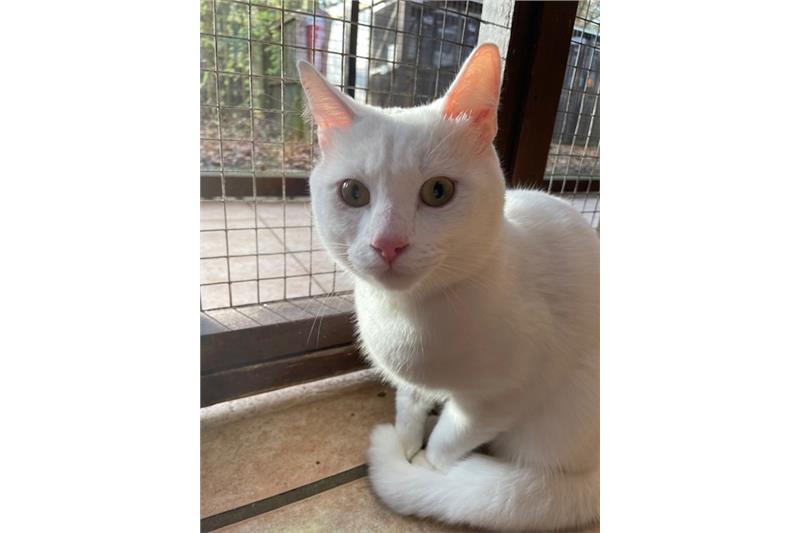 Find a cat near you Adopt a cat Cats Protection