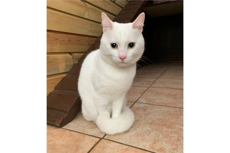 Find a cat near you Adopt a cat Cats Protection