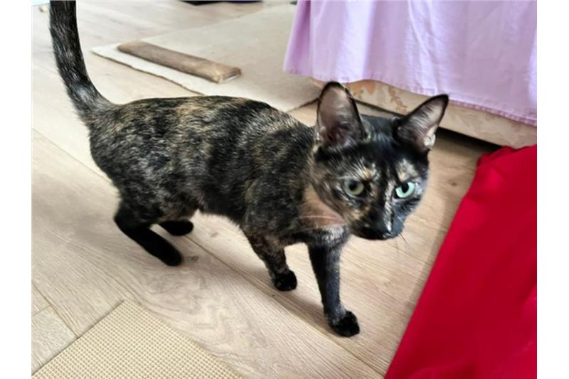 Find a cat near you Adopt a cat Cats Protection