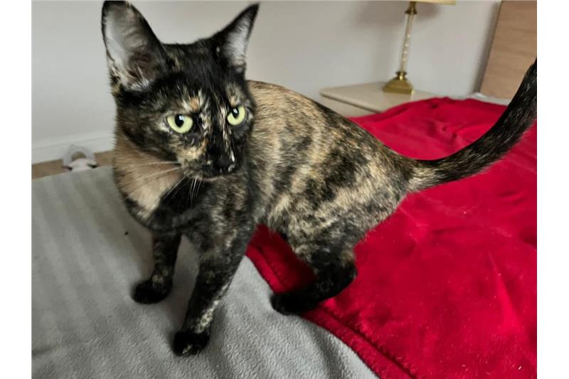 Find a cat near you Adopt a cat Cats Protection