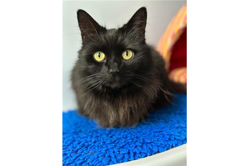 Find a cat near you Adopt a cat Cats Protection