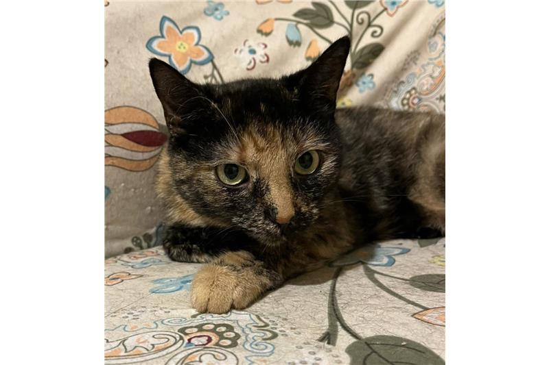 Find a cat near you Adopt a cat Cats Protection