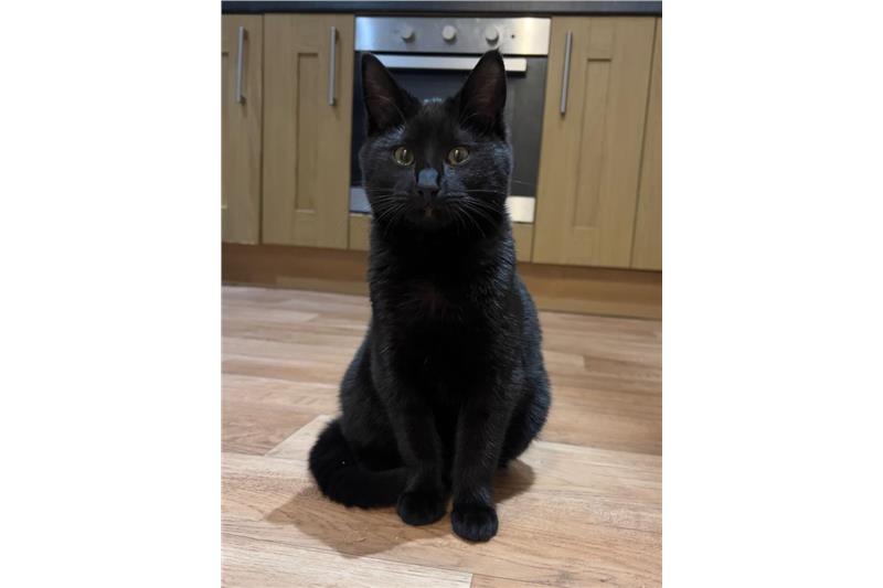 Find a cat near you Adopt a cat Cats Protection