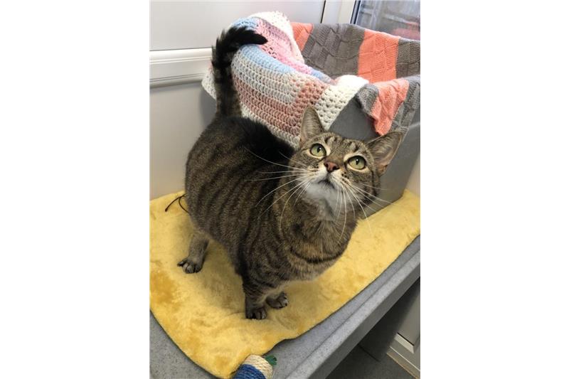 Find a cat near you Adopt a cat Cats Protection