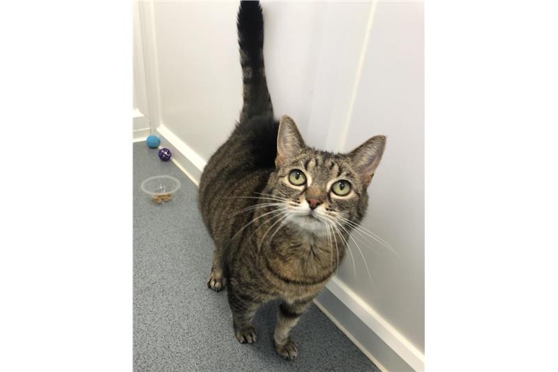 Find a cat near you Adopt a cat Cats Protection