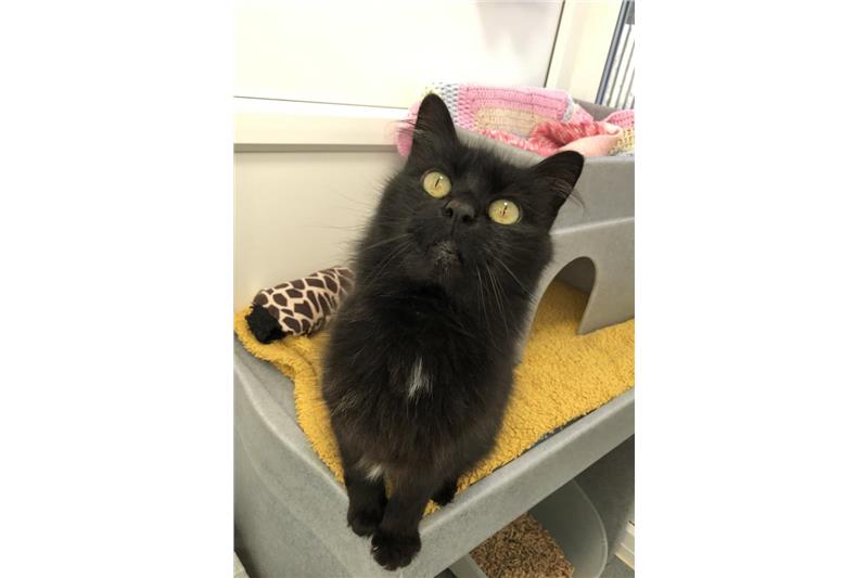 Find a cat near you Adopt a cat Cats Protection