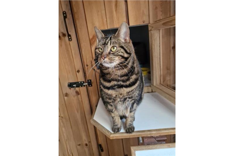 Find a cat near you Adopt a cat Cats Protection