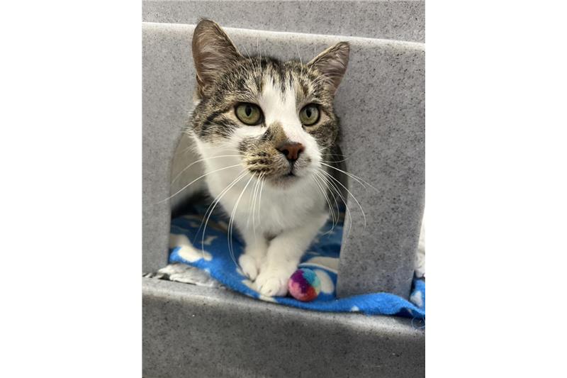 Find a cat near you | Adopt a cat | Cats Protection