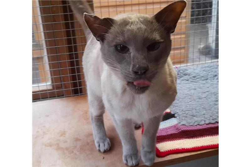 Find a cat near you Adopt a cat Cats Protection