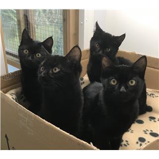 Four Kittens