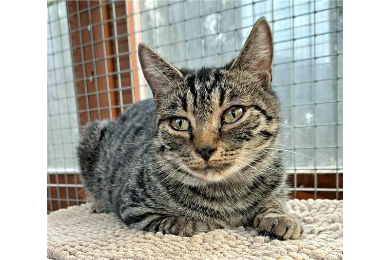 Find a cat near you Adopt a cat Cats Protection