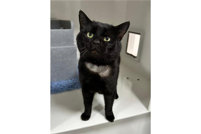 Find a cat near you Adopt a cat Cats Protection