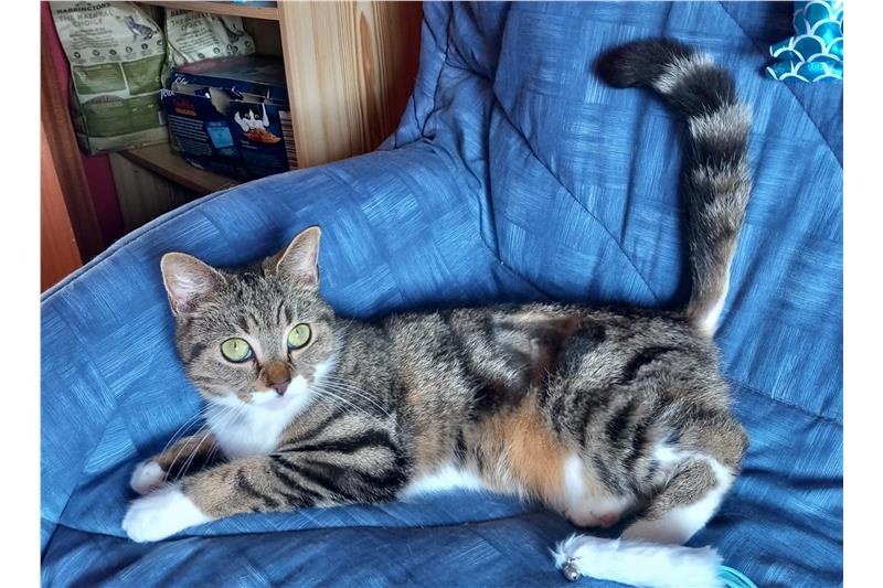 Find a cat near you Adopt a cat Cats Protection