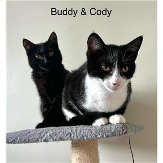 Buddy & Cody