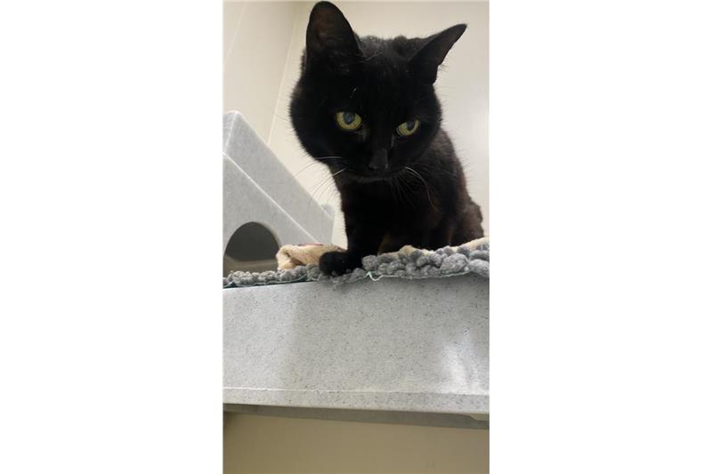 Find a cat near you Adopt a cat Cats Protection