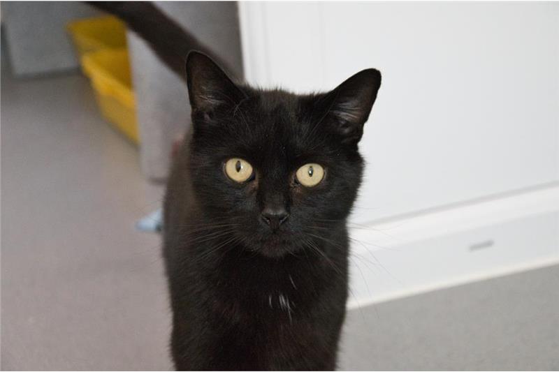 Sooty