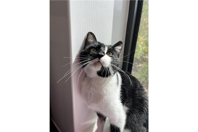Merlin