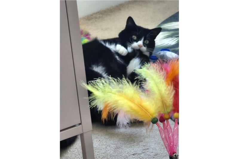 Sylvester — Domestic Cat