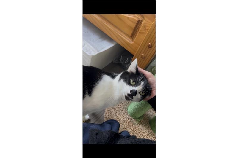 Marie — Domestic Cat