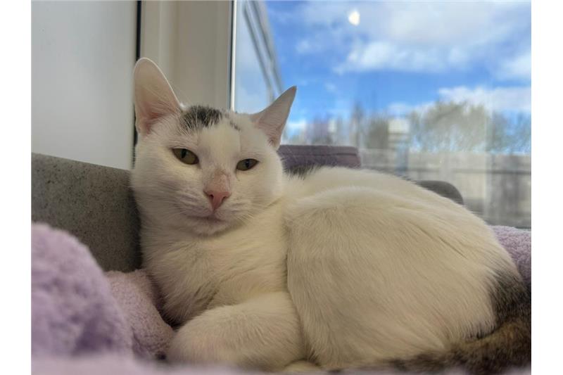 Misty — Domestic Cat