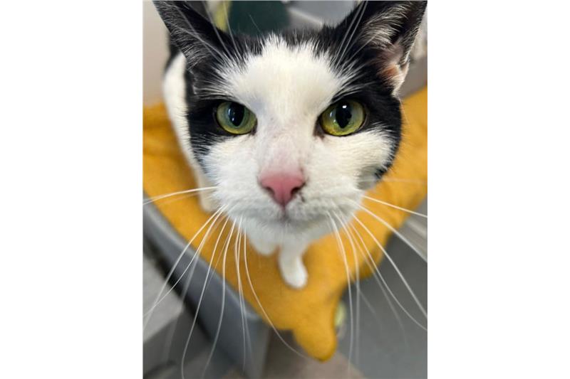 Harper — Domestic Cat