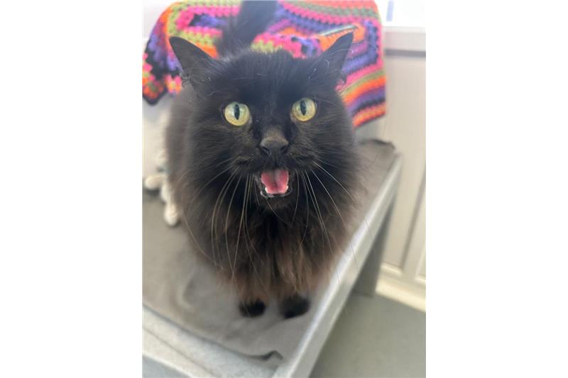 Gracie — Domestic Cat