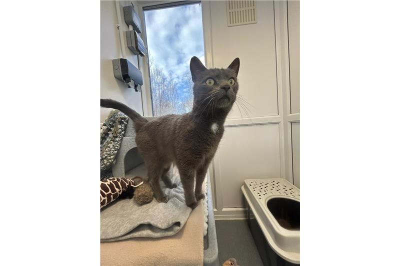 Blu — Domestic Cat