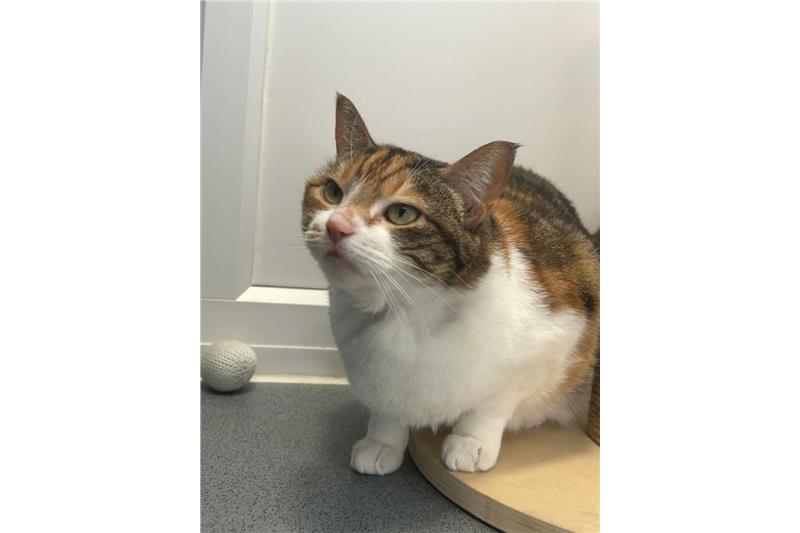 Betty — Domestic Cat