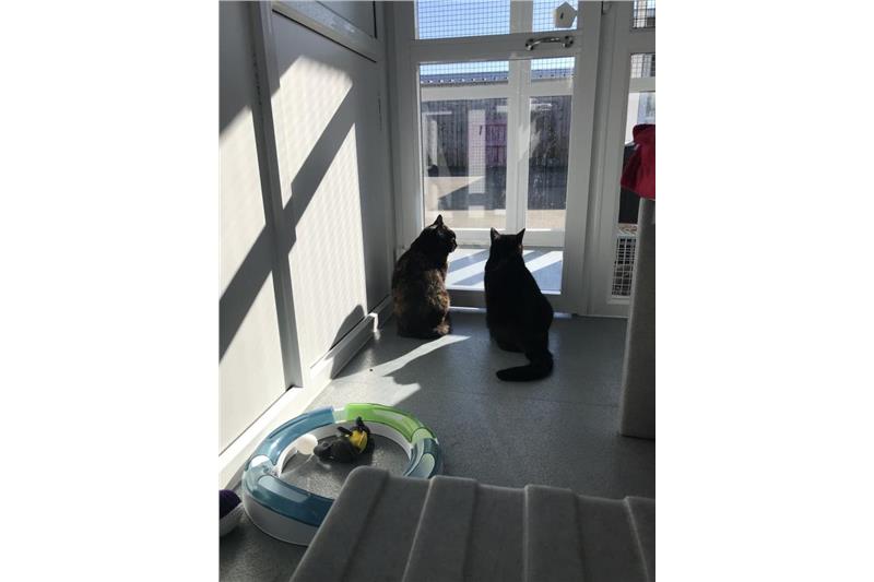 Tiger and Pringle — Domestic Cat