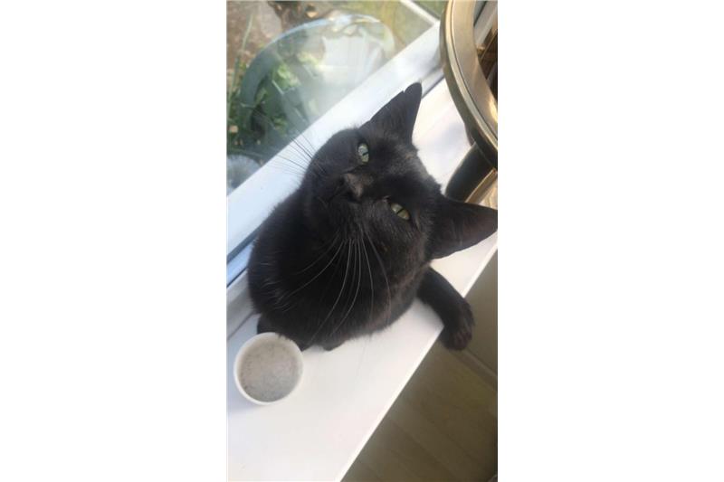 Pringle and Tiger — Domestic Cat