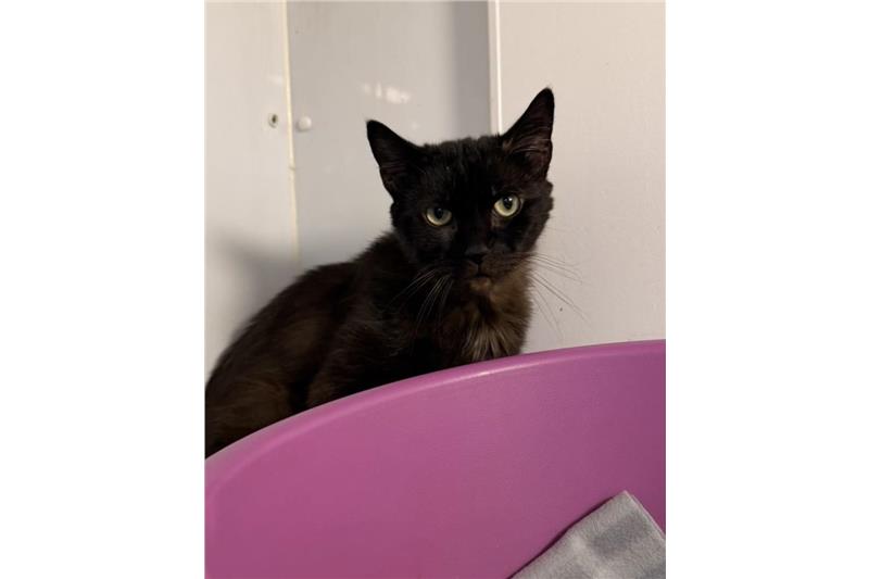 Gabriel — Domestic Cat