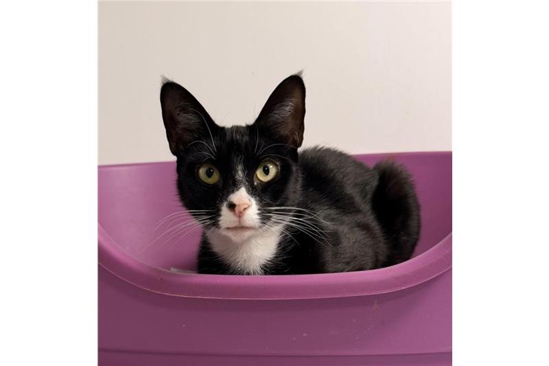 Deena — Domestic Cat